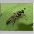 Dioctria hyalipennis - Raubfliege 02.jpg